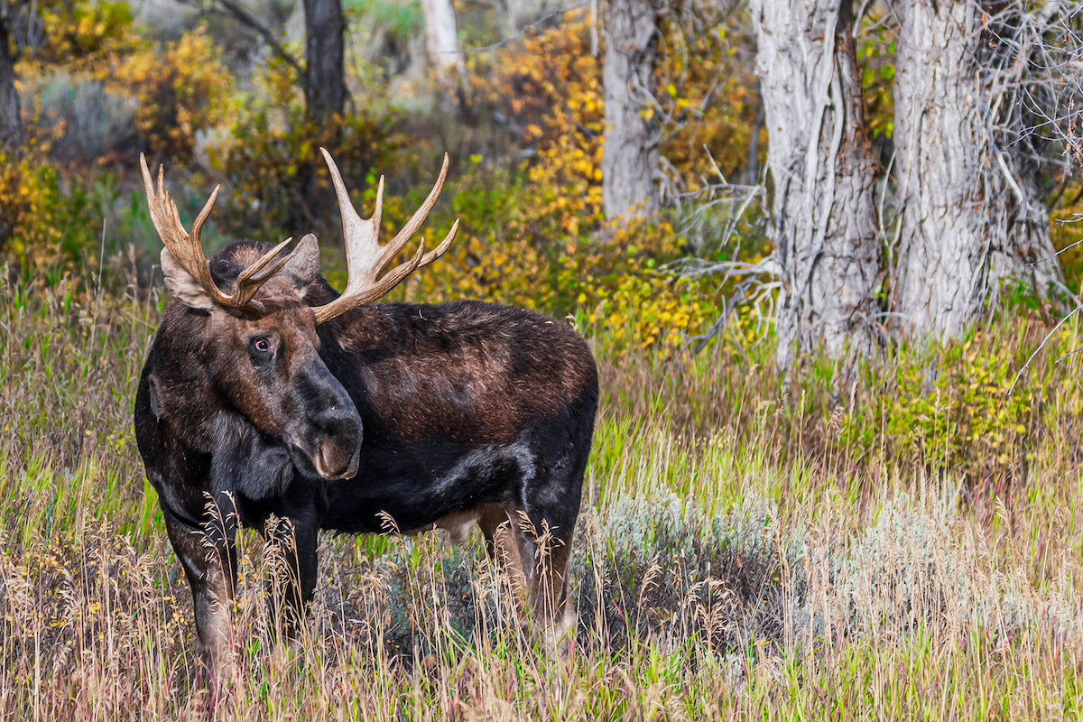 moose field
